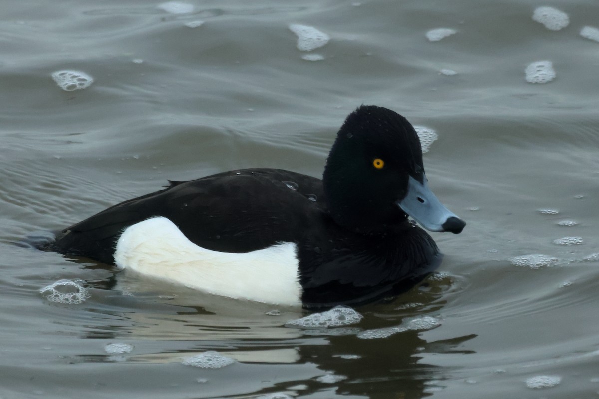 Tufted Duck - ML615745851