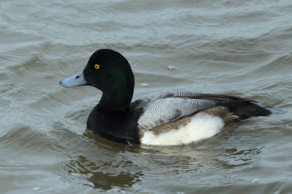 Greater Scaup - ML615745865