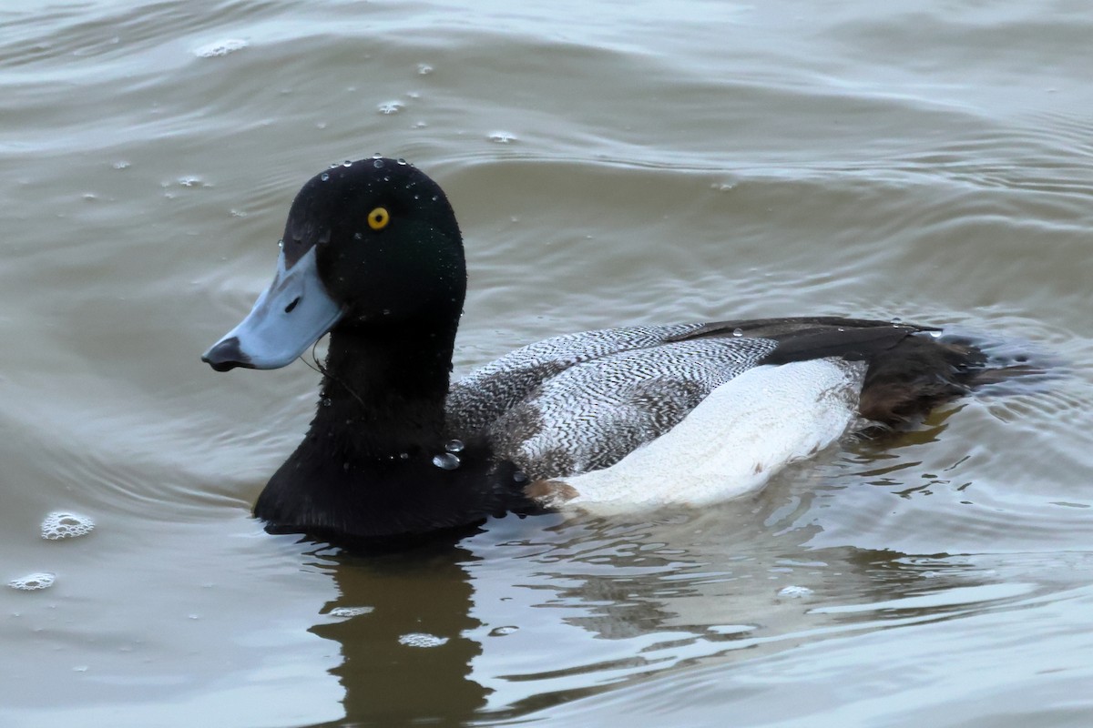 Greater Scaup - ML615745871