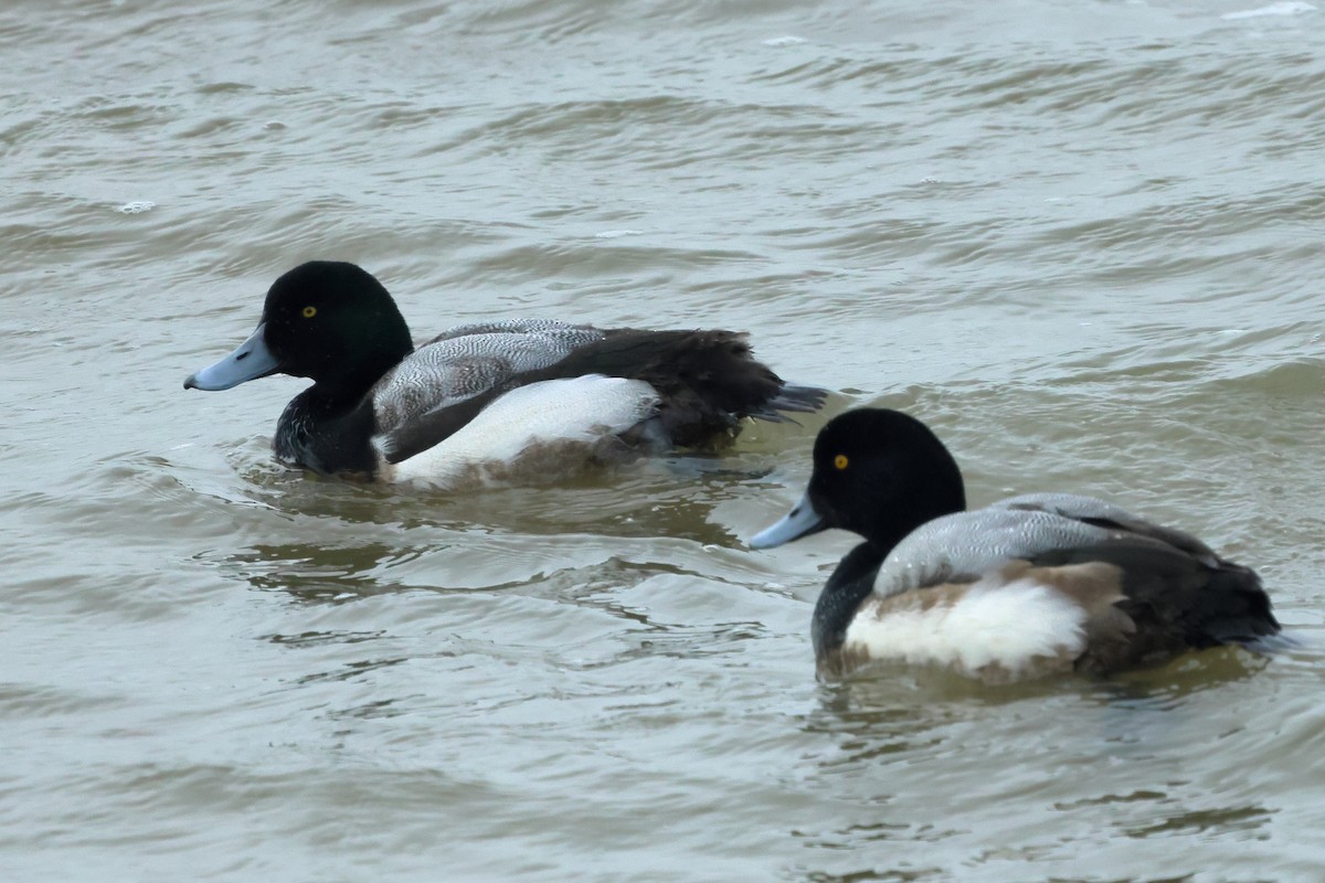 Greater Scaup - ML615745892