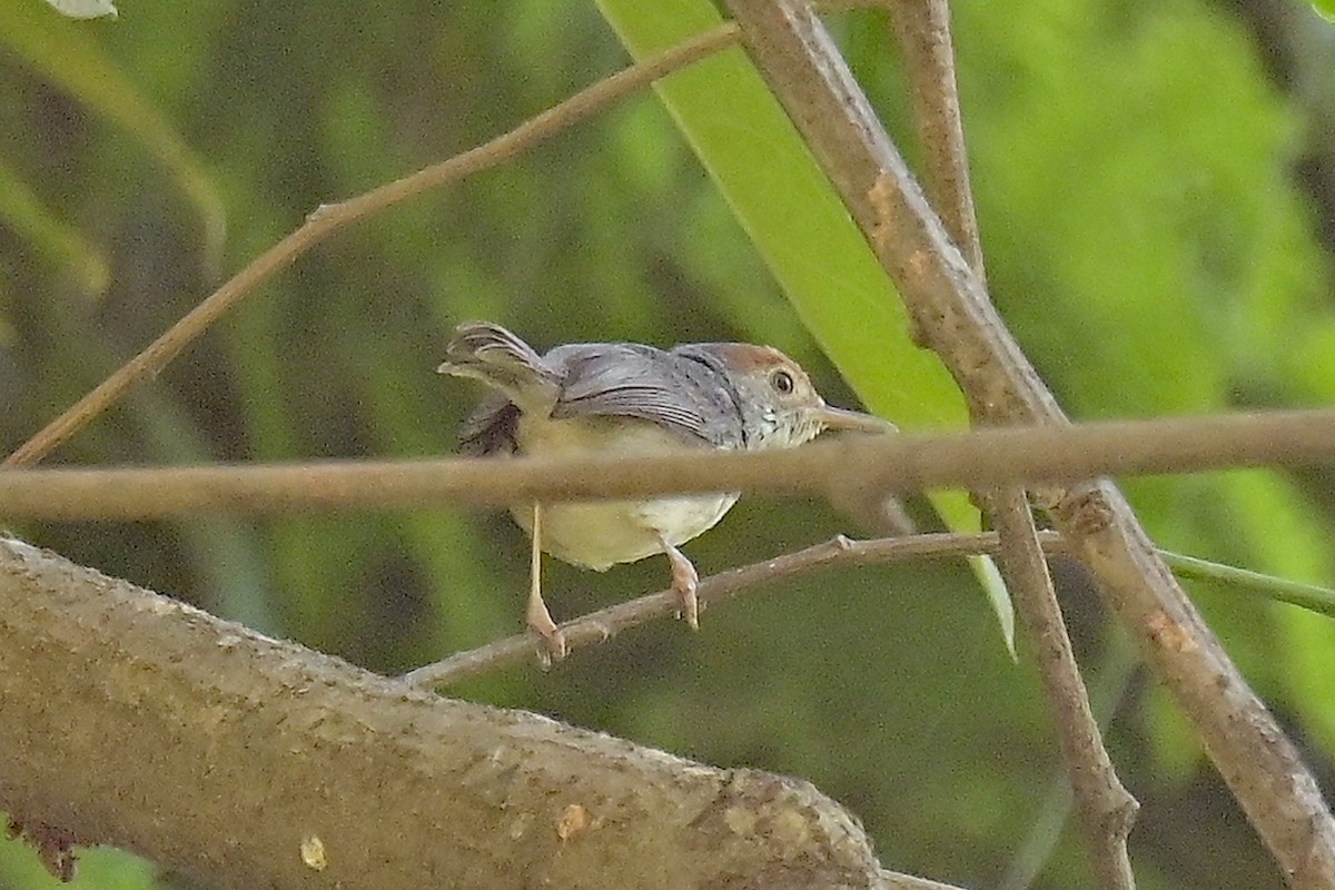 Cambodian Tailorbird - ML615746043