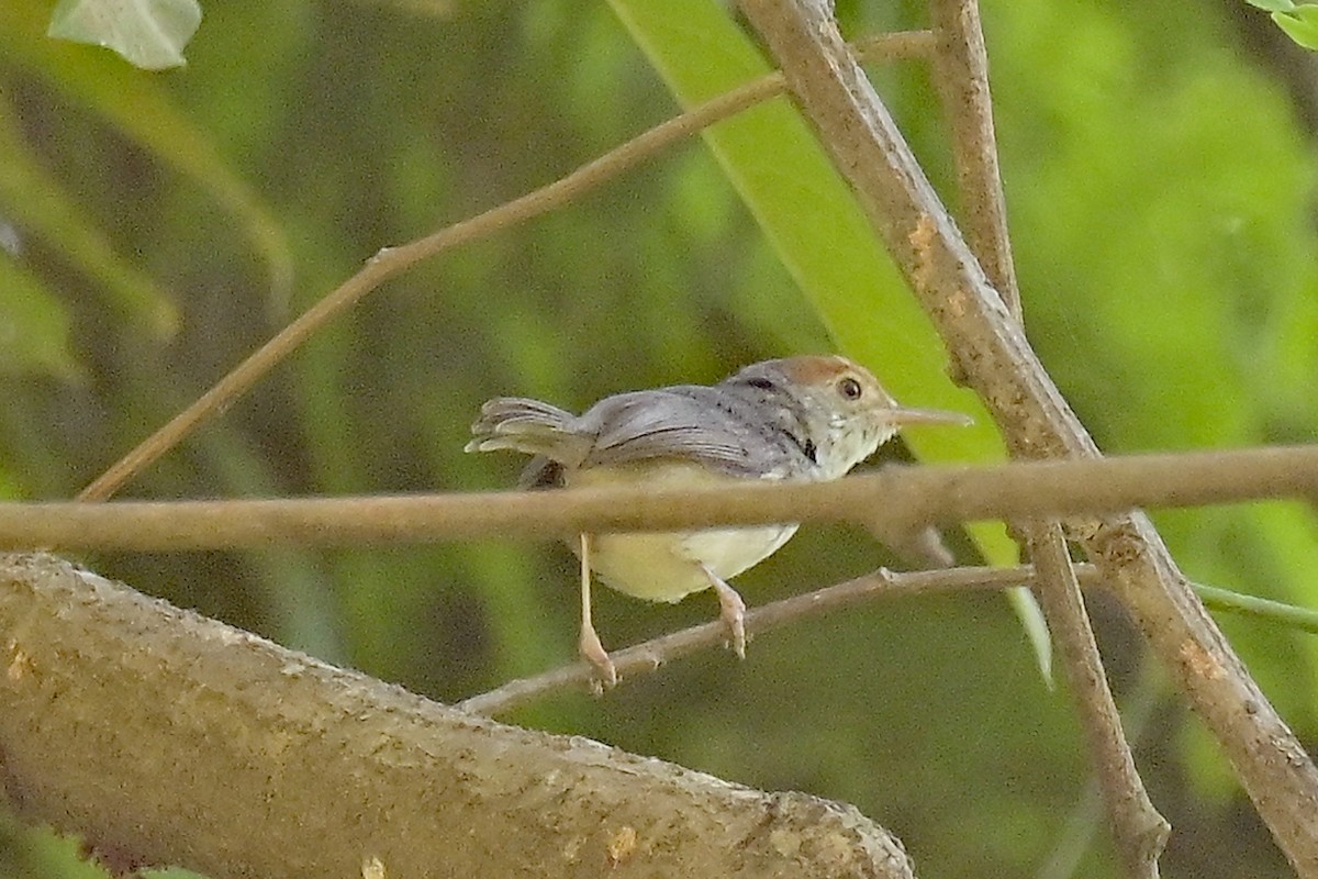Cambodian Tailorbird - ML615746045