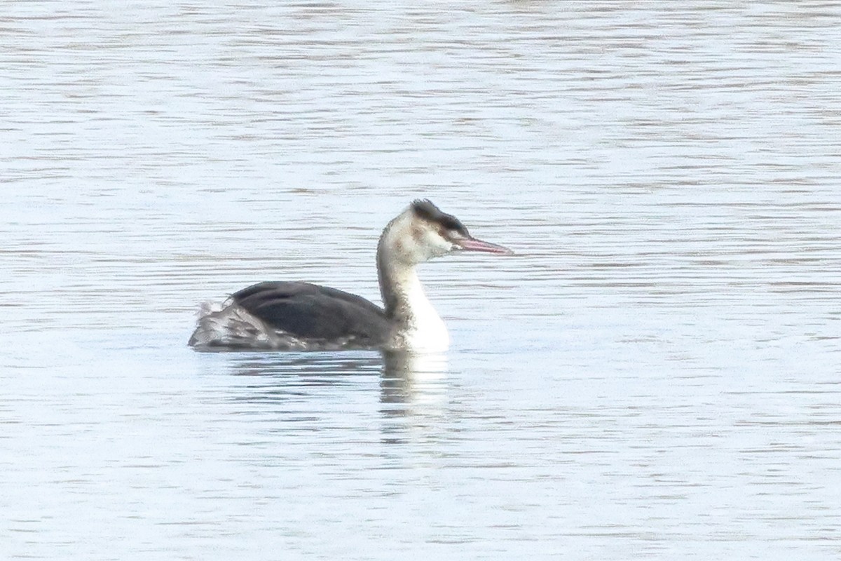 Great Crested Grebe - ML615746147