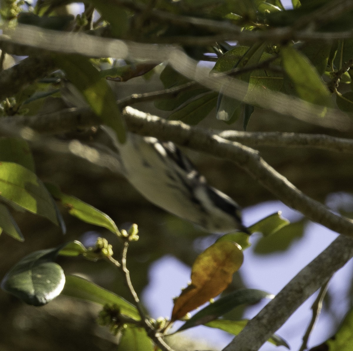 Black-throated Gray Warbler - ML615746316