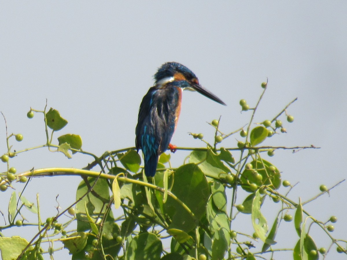 Common Kingfisher - Kalaimani Ayuthavel