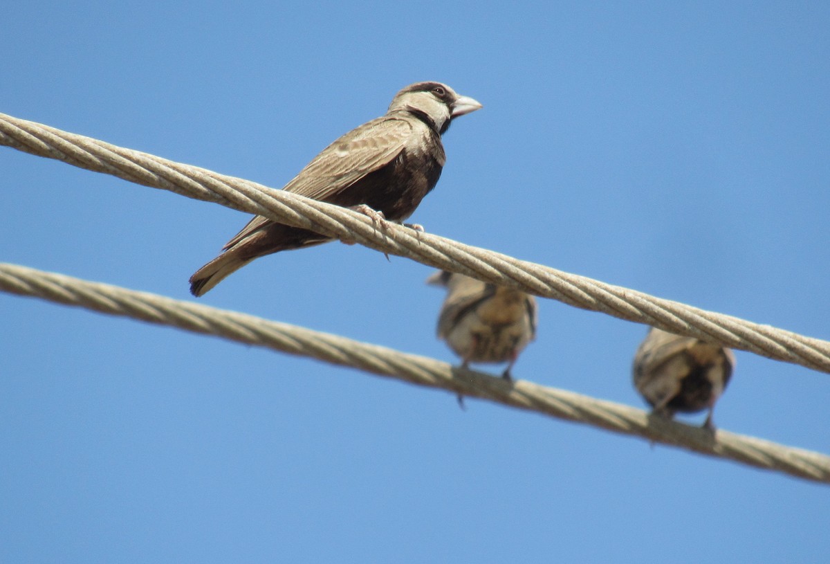 Ashy-crowned Sparrow-Lark - Kalaimani Ayuthavel
