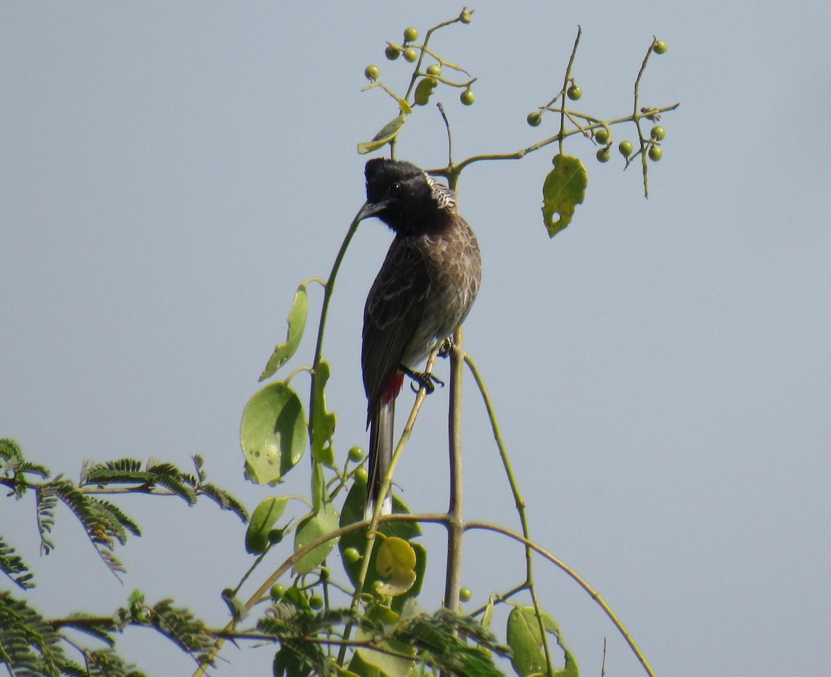 Red-vented Bulbul - ML615746482
