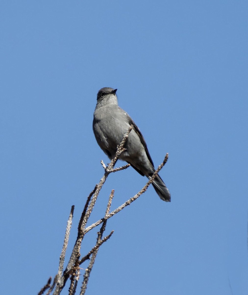 Townsend's Solitaire - ML615746536