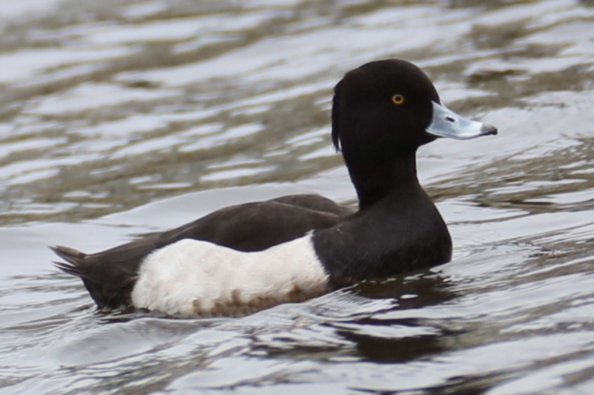 Tufted Duck - ML615746562