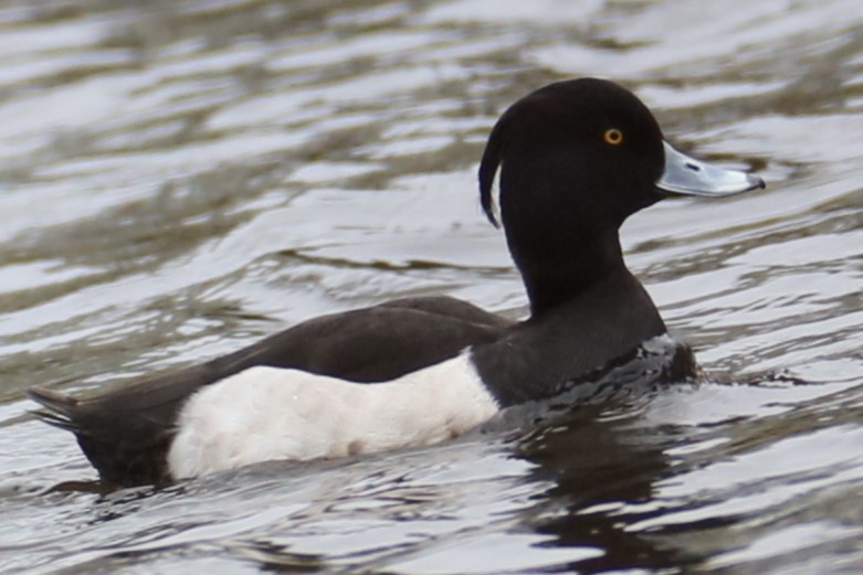 Tufted Duck - ML615746564