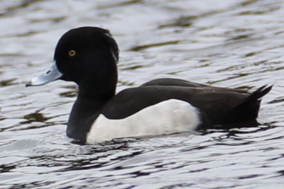 Tufted Duck - ML615746565