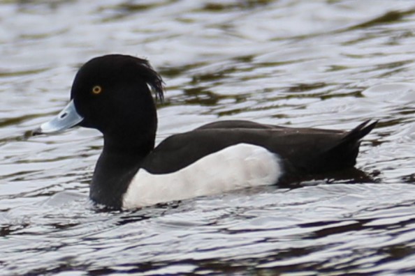 Tufted Duck - ML615746569