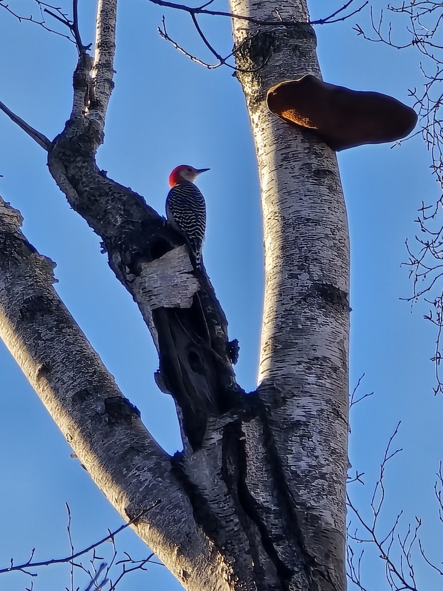 Red-bellied Woodpecker - ML615746612