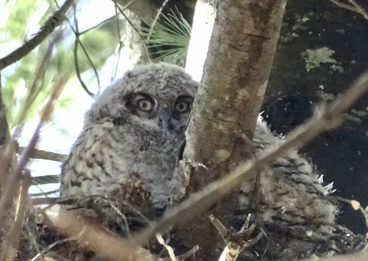 Great Horned Owl - ML615746713