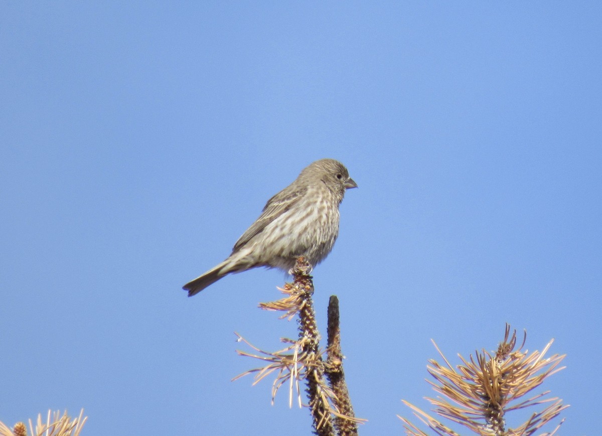 House Finch - Laurel Armstrong
