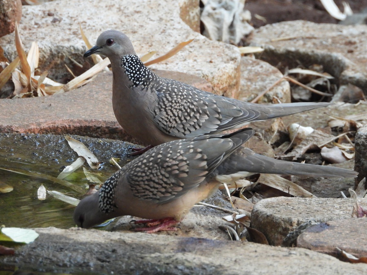 Spotted Dove - ML615746898