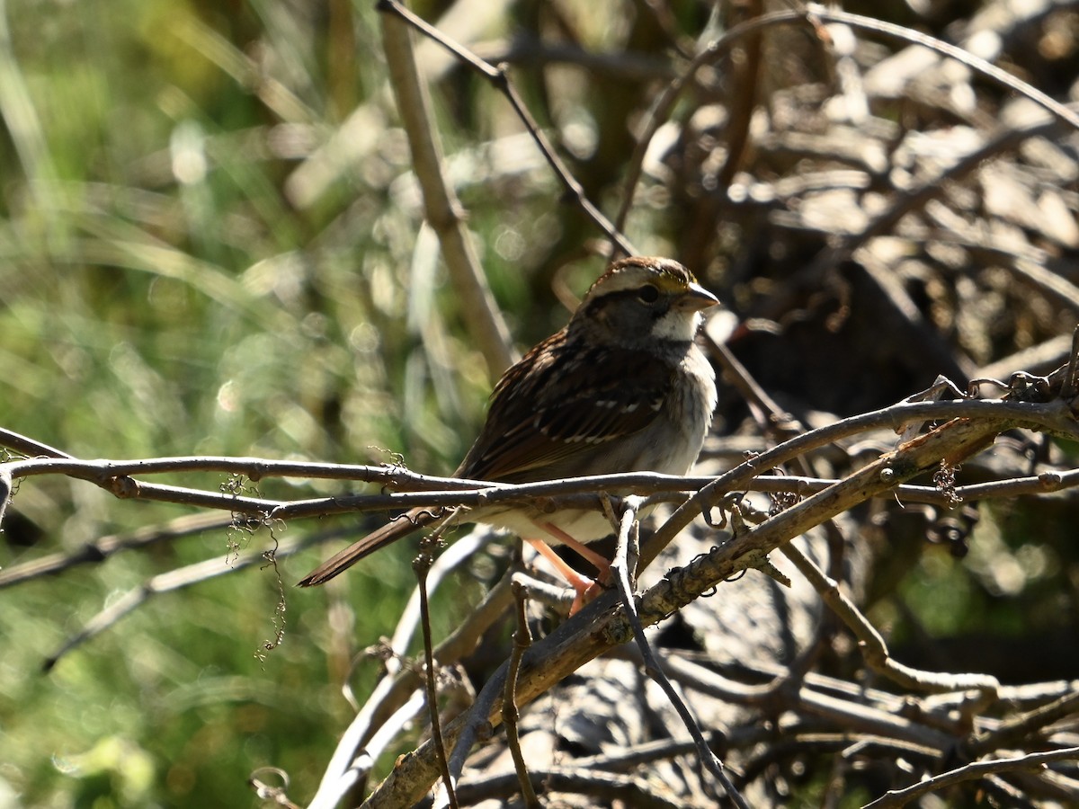 White-throated Sparrow - William Woody