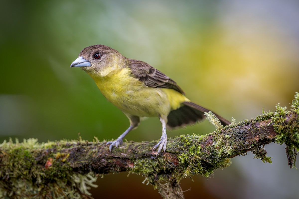Flame-rumped Tanager (Lemon-rumped) - ML615746990