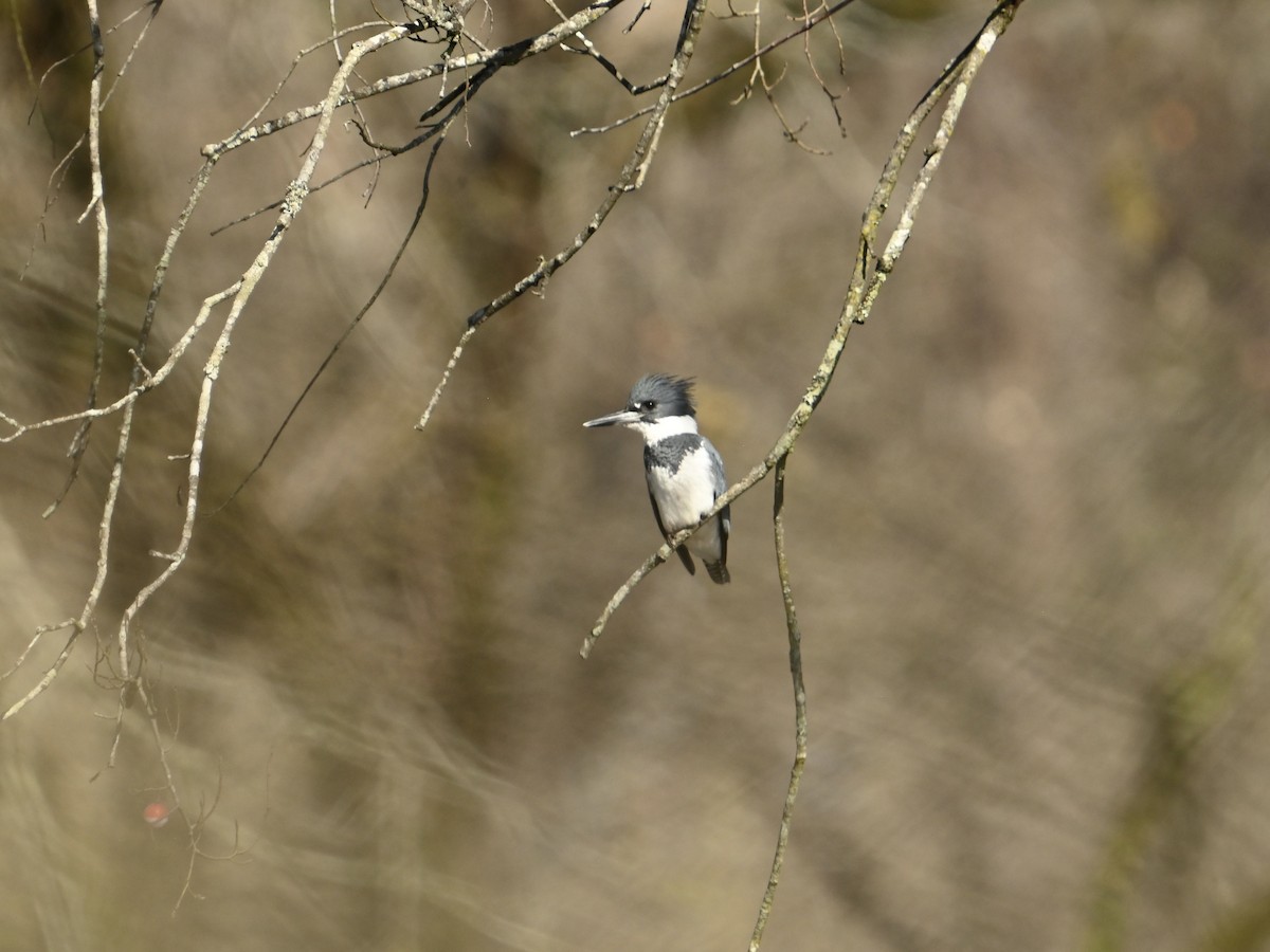 Belted Kingfisher - ML615747011