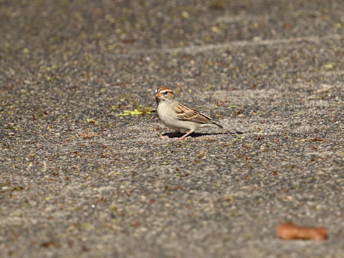 Chipping Sparrow - ML615747049