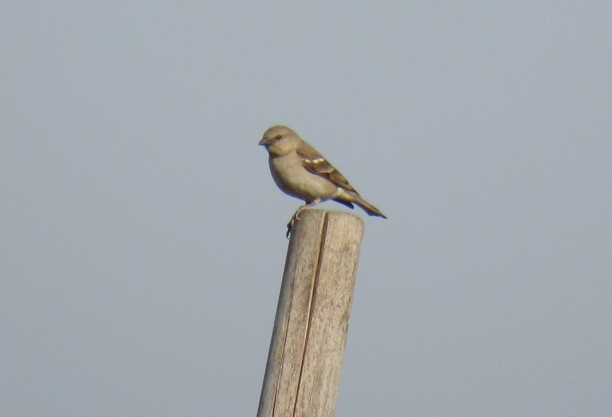 Yellow-throated Sparrow - Kalaimani Ayuthavel