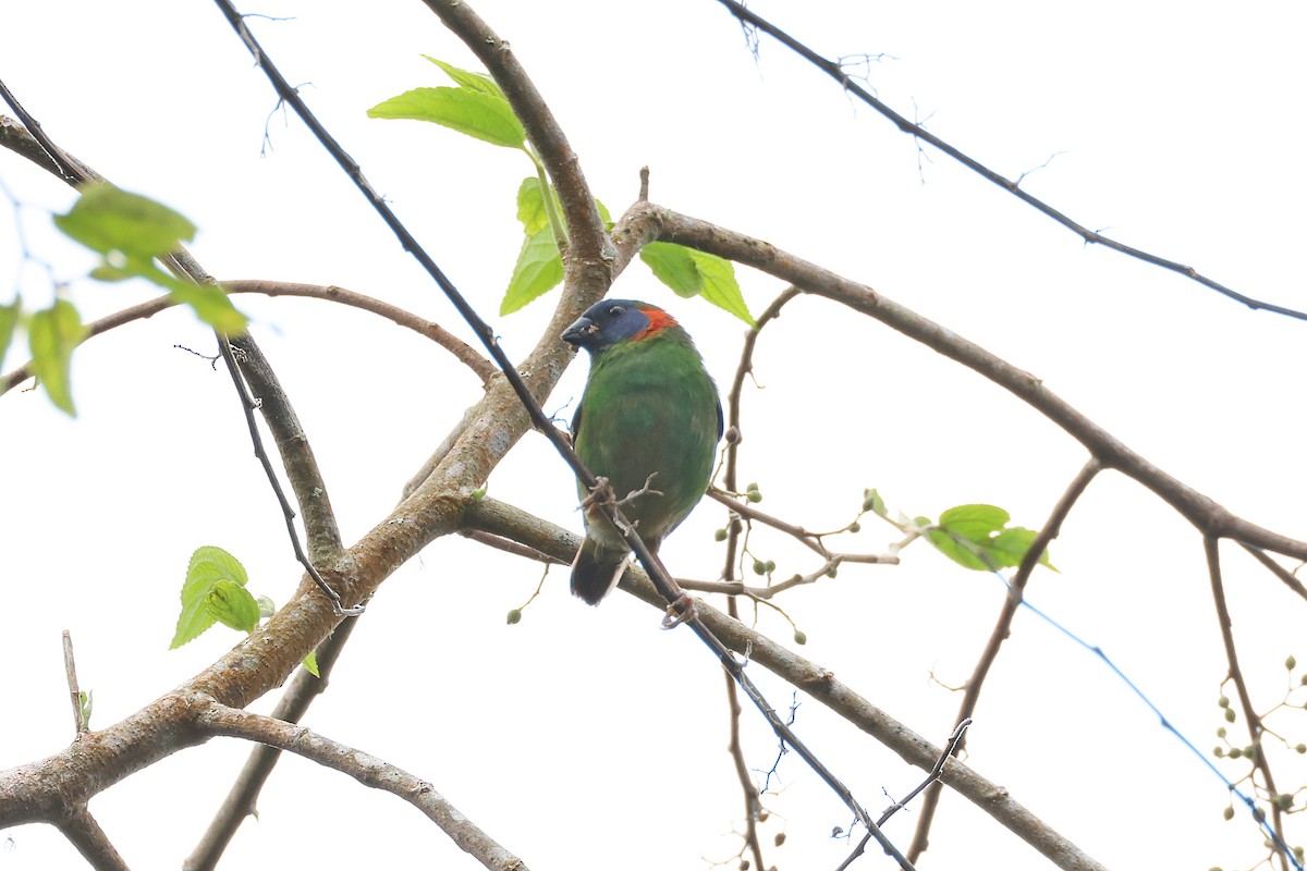 Red-eared Parrotfinch - ML615747531