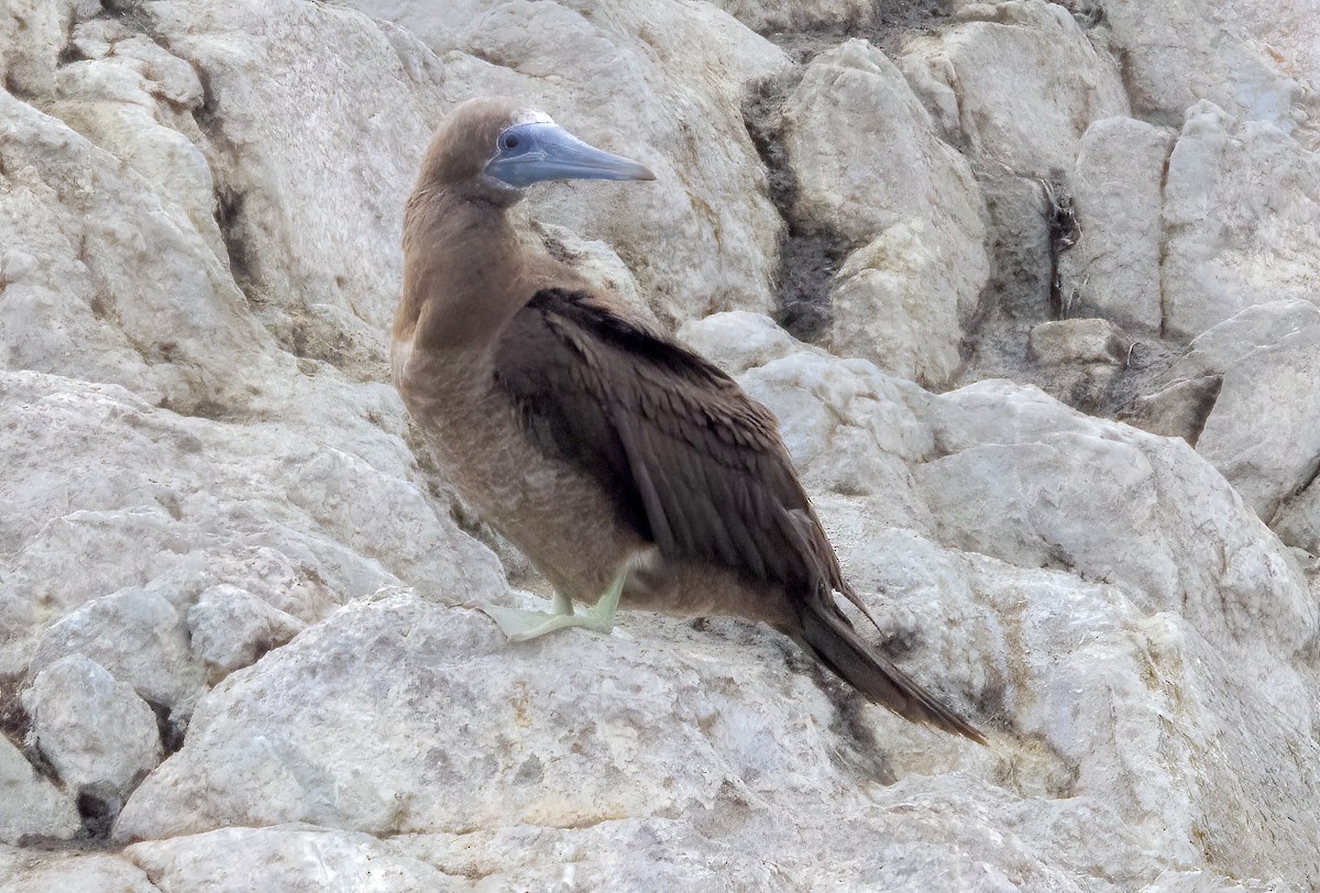 Brown Booby - ML615747532