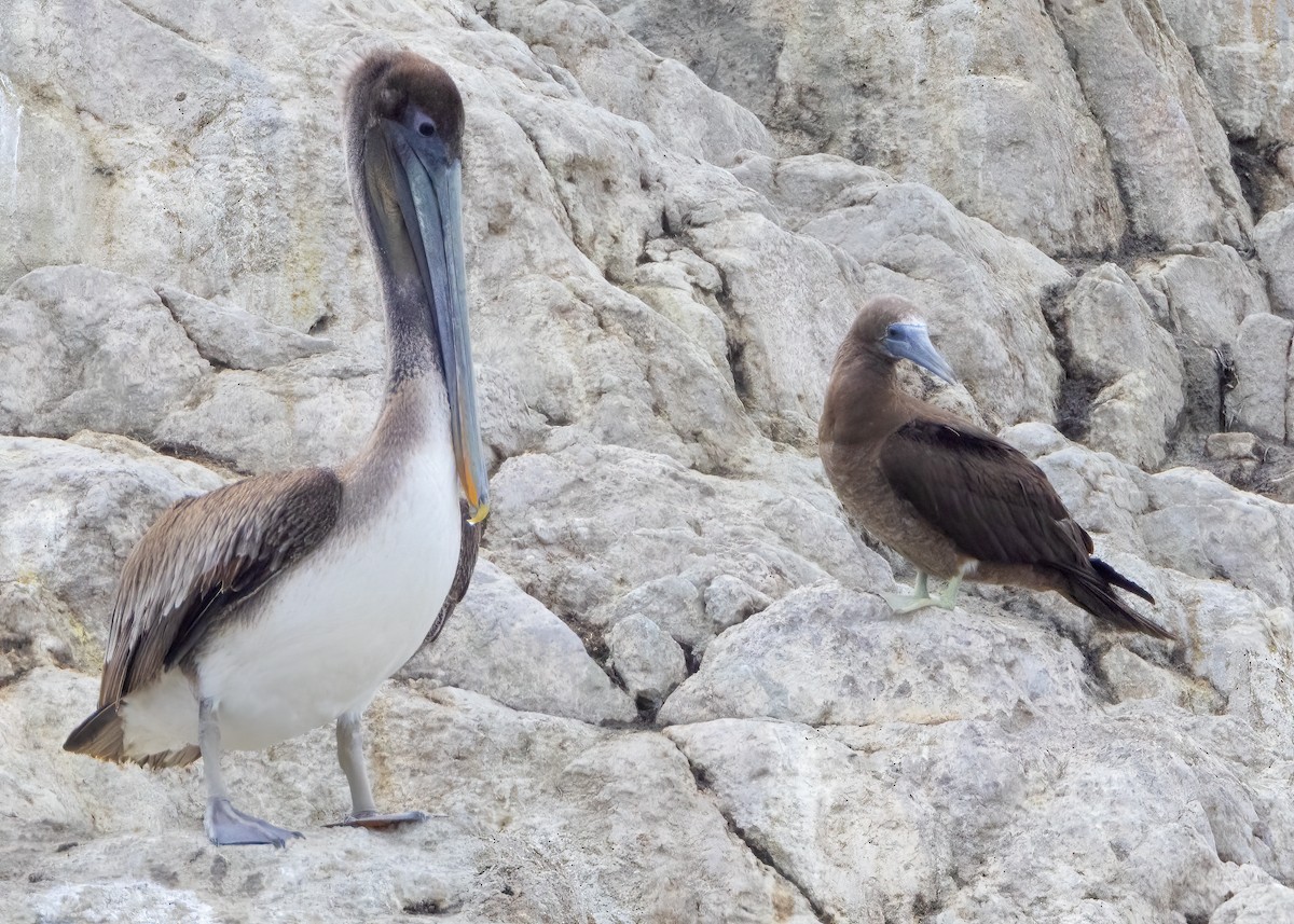 Brown Booby - ML615747533