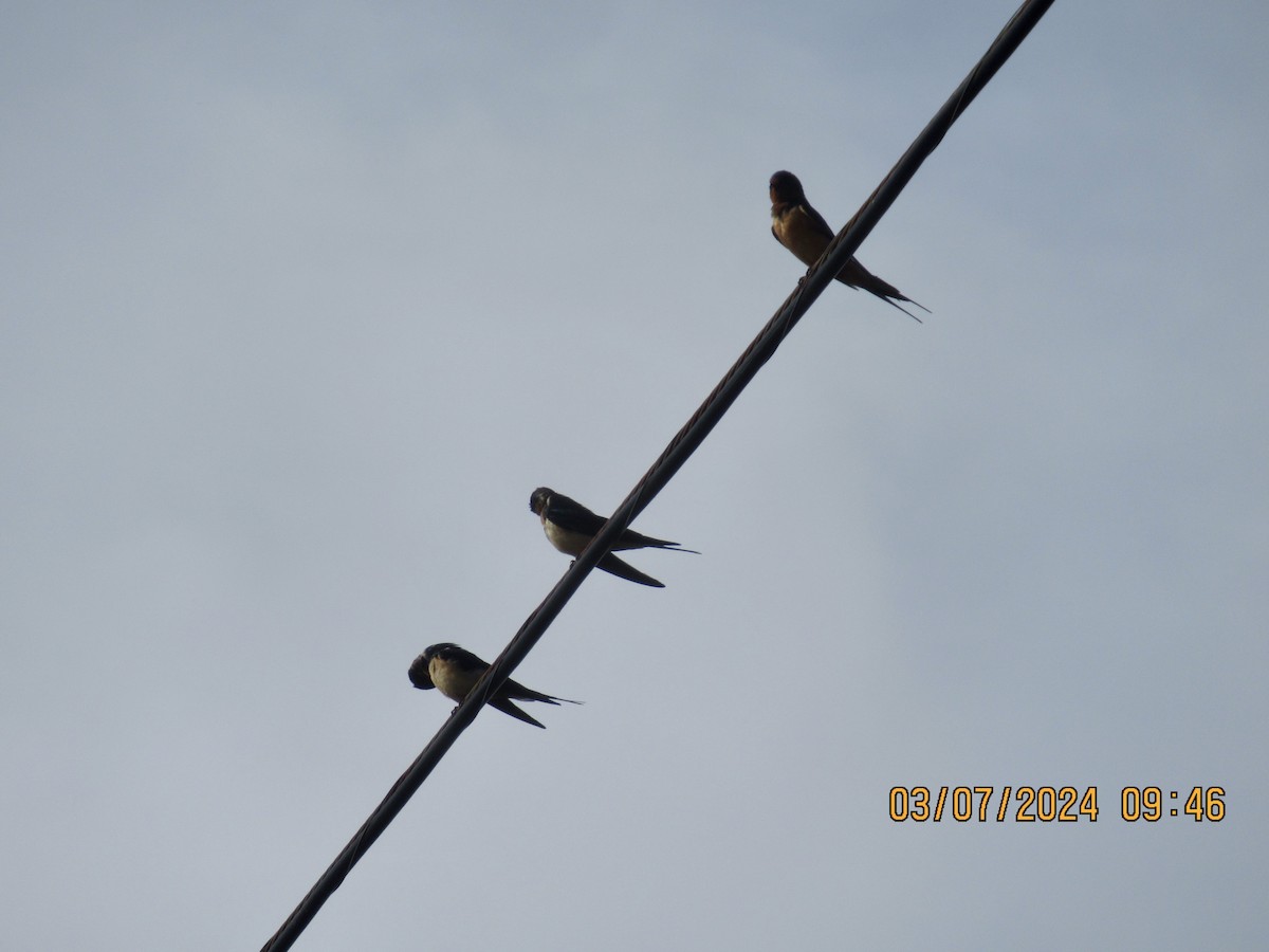 Barn Swallow - ML615747678