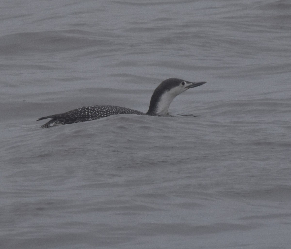 Red-throated Loon - ML615747701