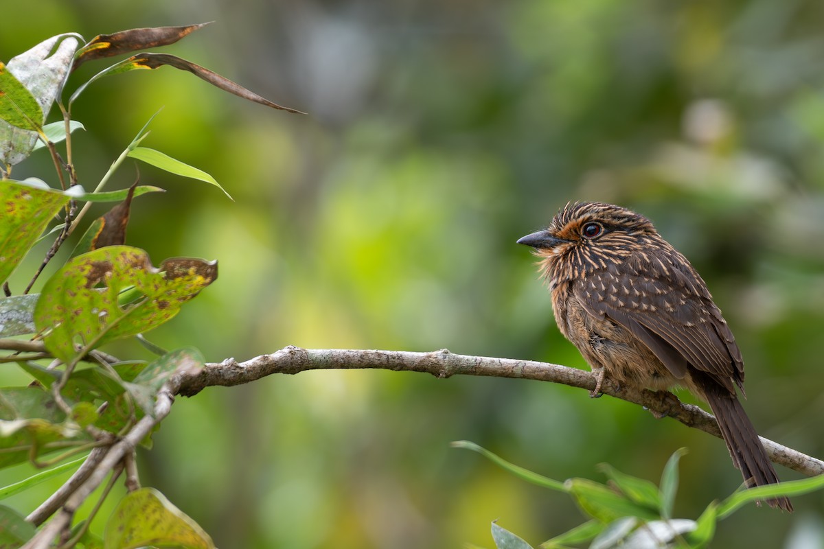 Crescent-chested Puffbird (Greater) - ML615748024