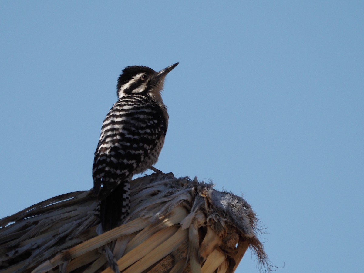 Ladder-backed Woodpecker - Kirk LaGory