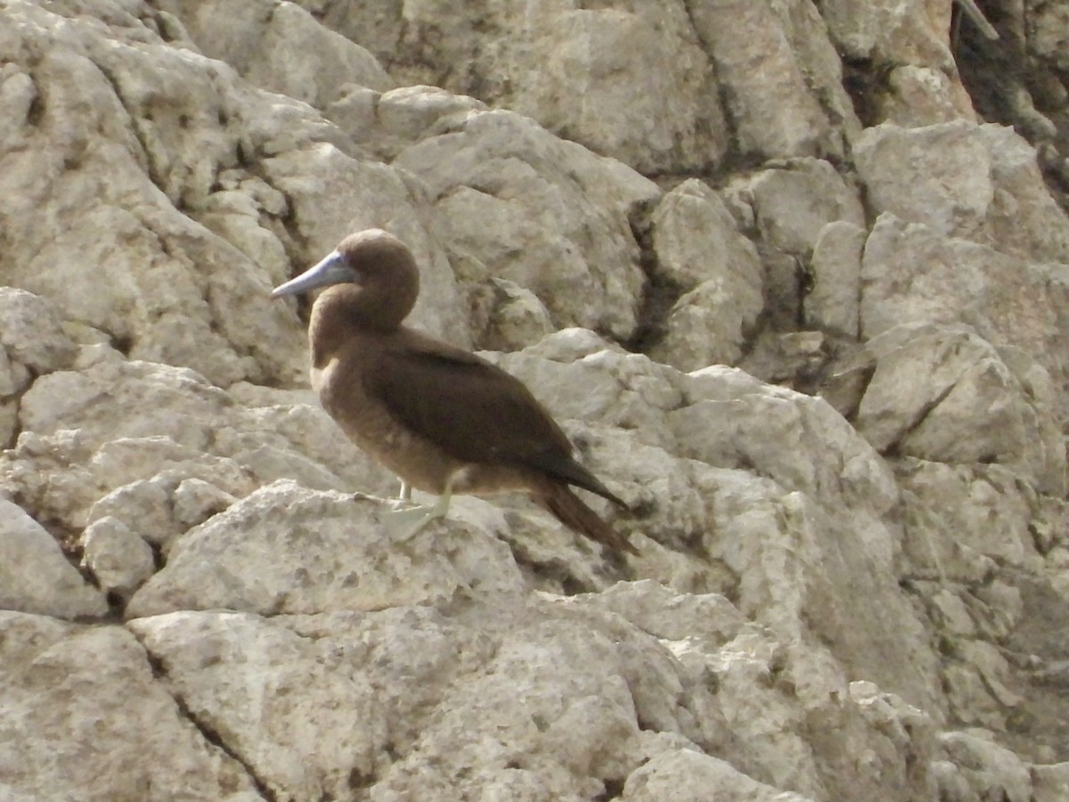 Brown Booby - ML615748072