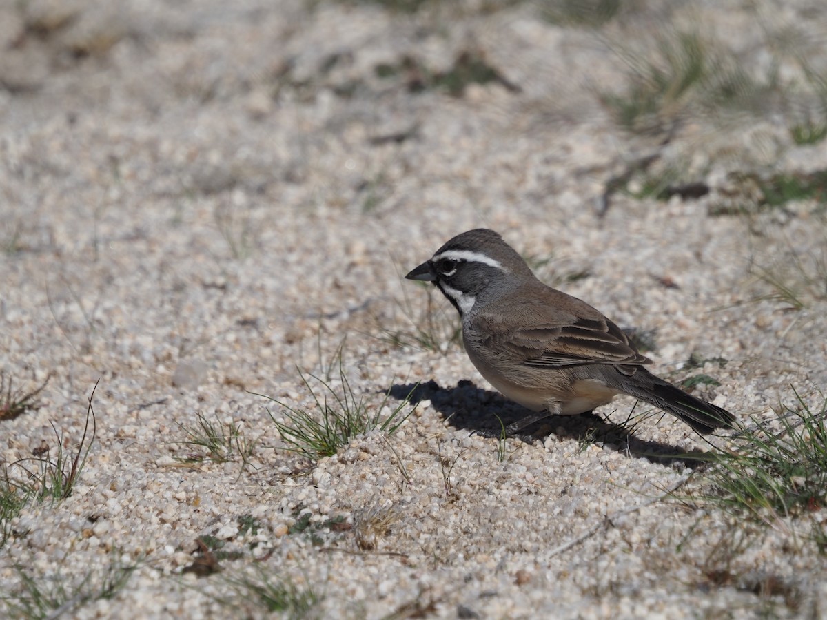 Black-throated Sparrow - ML615748095