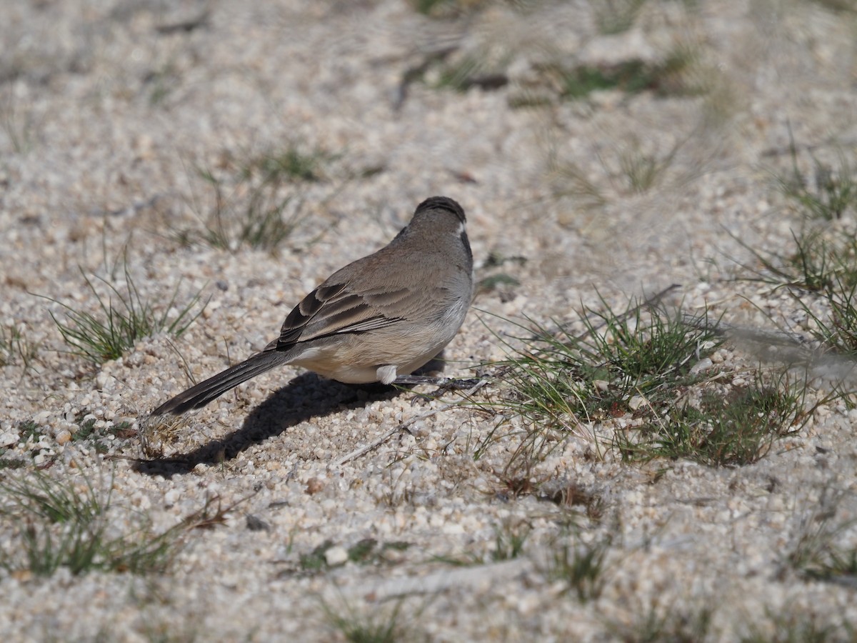 Black-throated Sparrow - Kirk LaGory