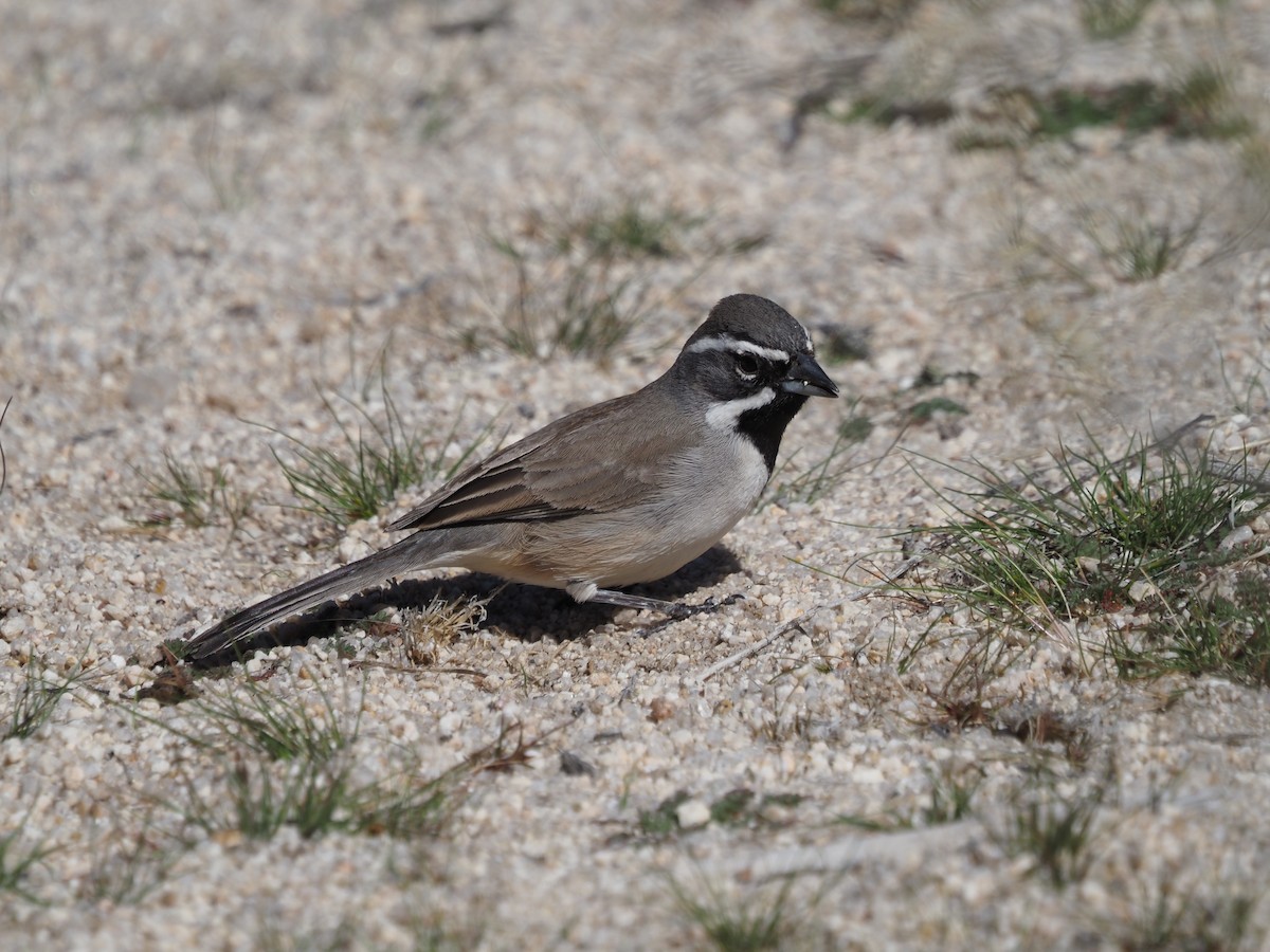 Black-throated Sparrow - ML615748097