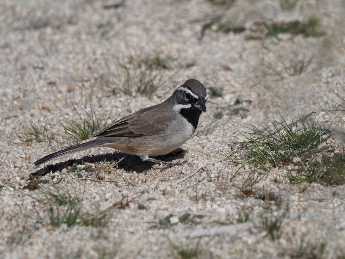 Black-throated Sparrow - Kirk LaGory