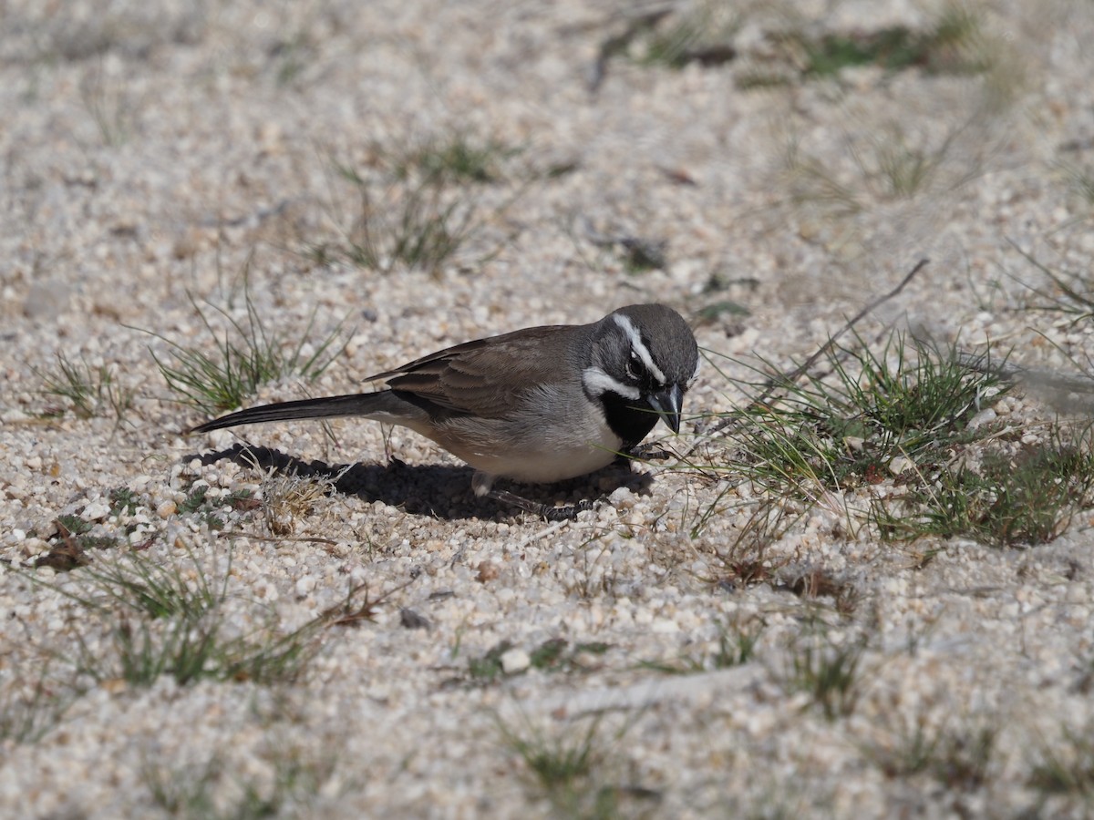 Black-throated Sparrow - ML615748099