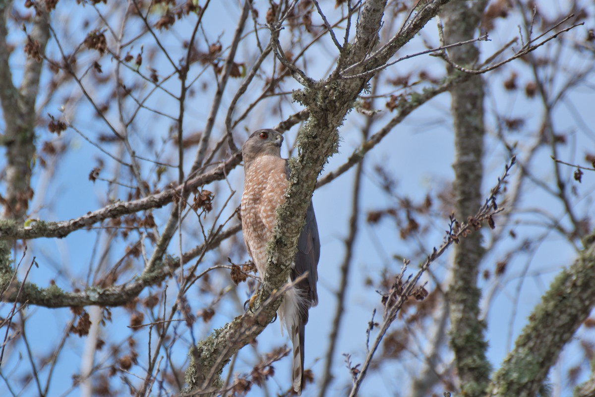 eBird Checklist - 6 Mar 2024 - Galveston--Ghirardi Family WaterSmart ...