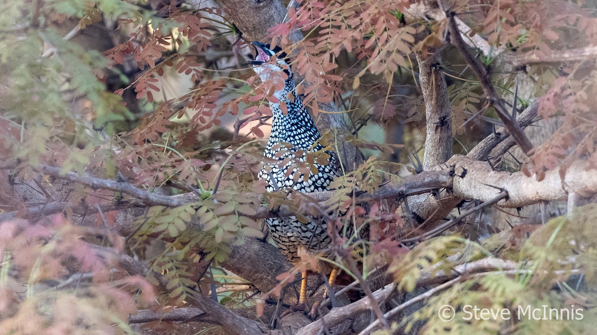 Chinese Francolin - ML615748194