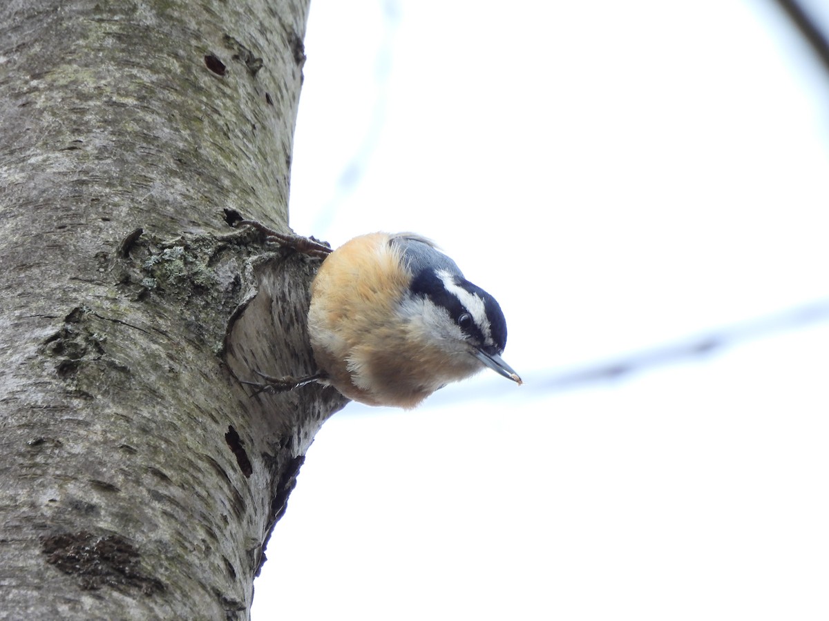 Red-breasted Nuthatch - ML615748284