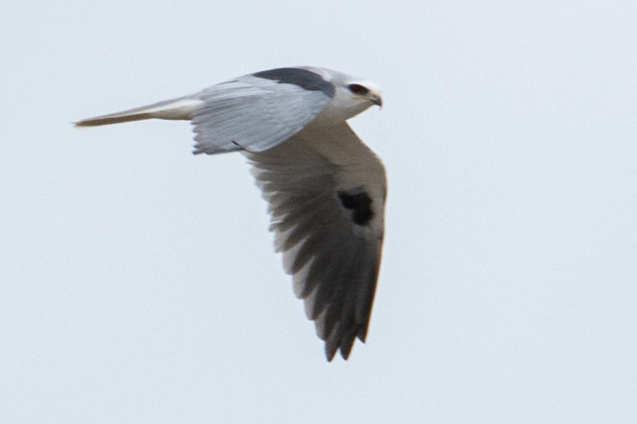 White-tailed Kite - James Hoagland