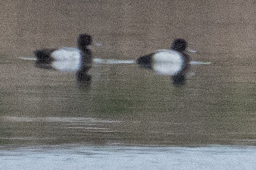 Greater/Lesser Scaup - ML615748380