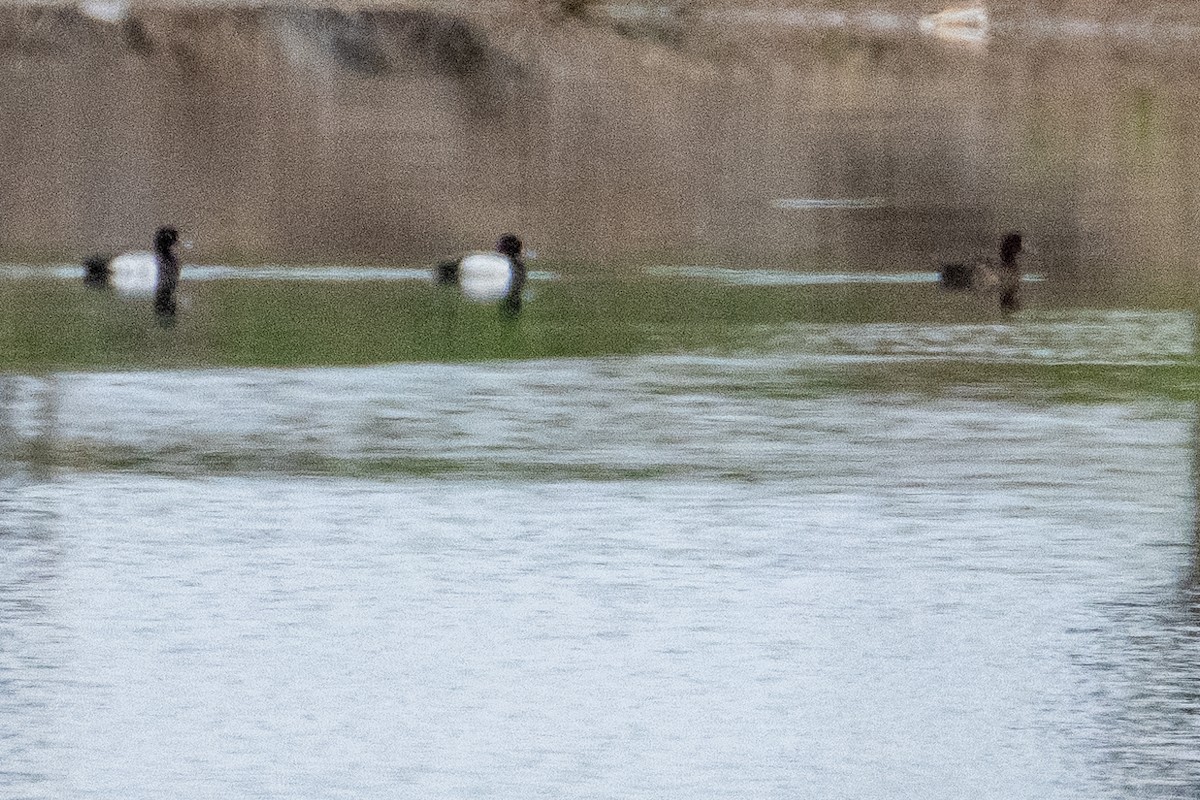 Greater/Lesser Scaup - ML615748384
