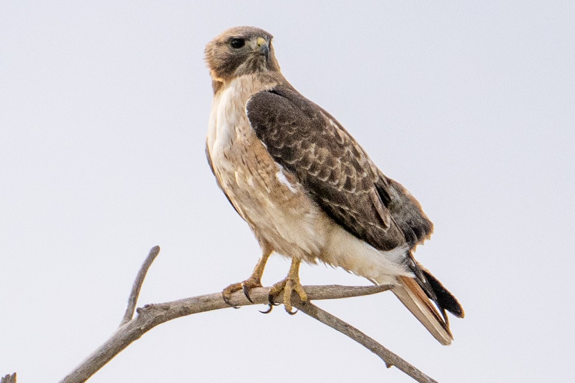 Red-tailed Hawk - ML615748387