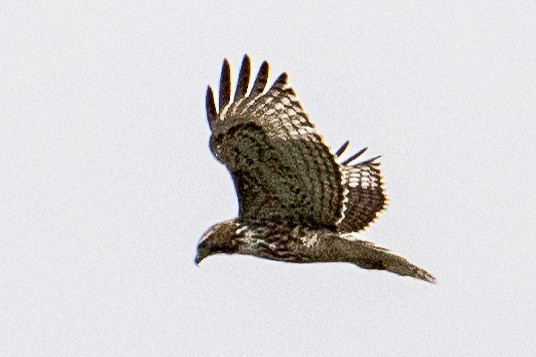 Red-tailed Hawk - ML615748389
