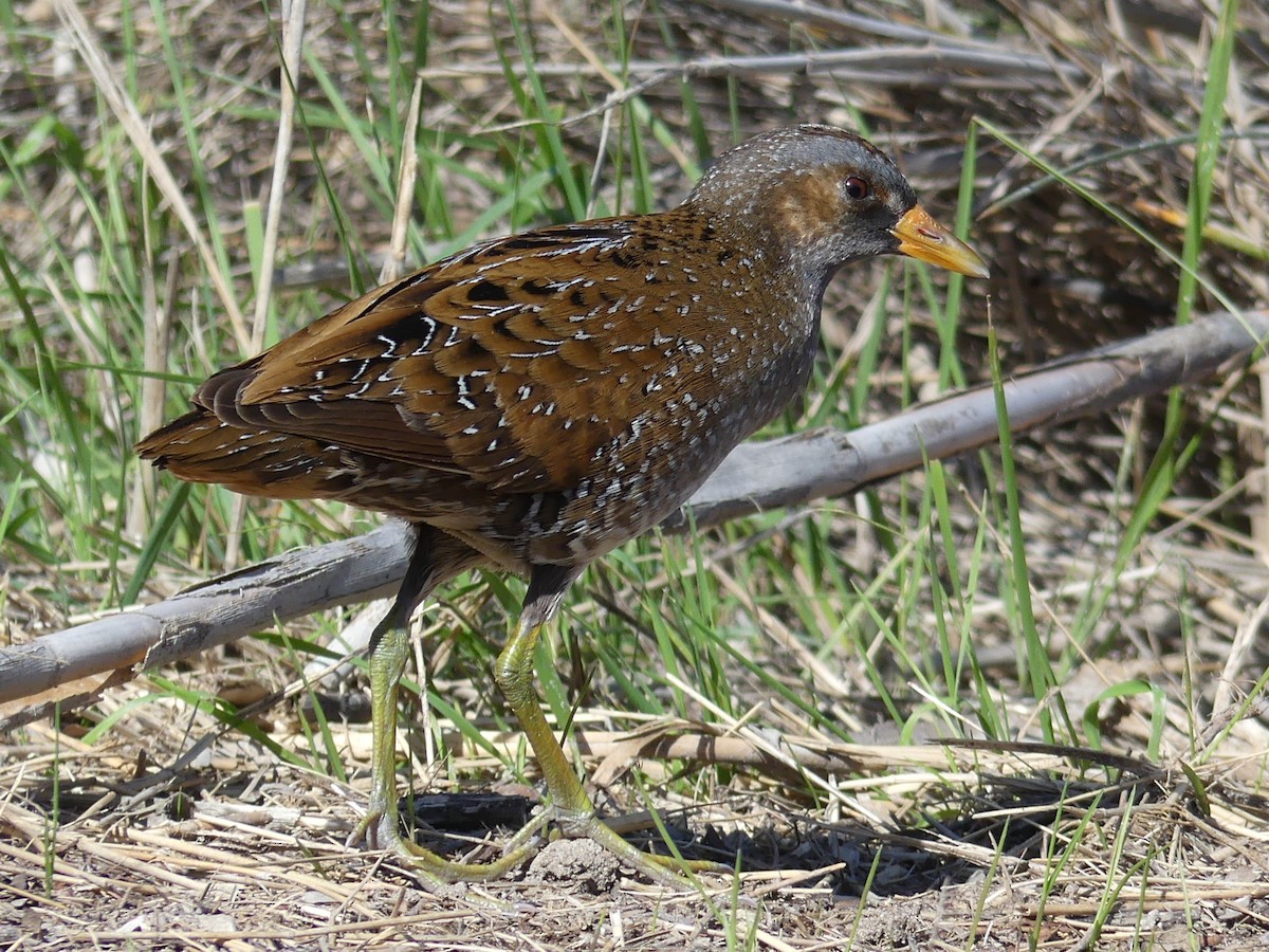 Spotted Crake - ML615748636