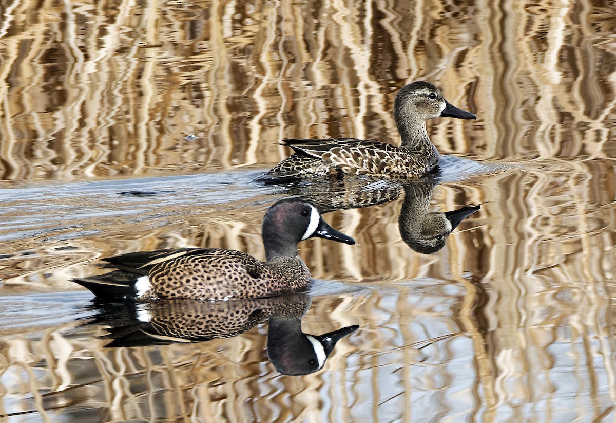 Blue-winged Teal - ML615748902