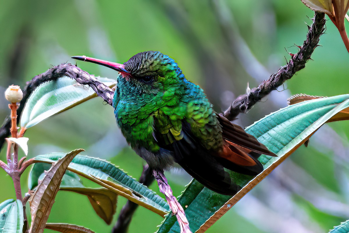 Ebird Checklist Feb Reserva El Copal Tausito Species