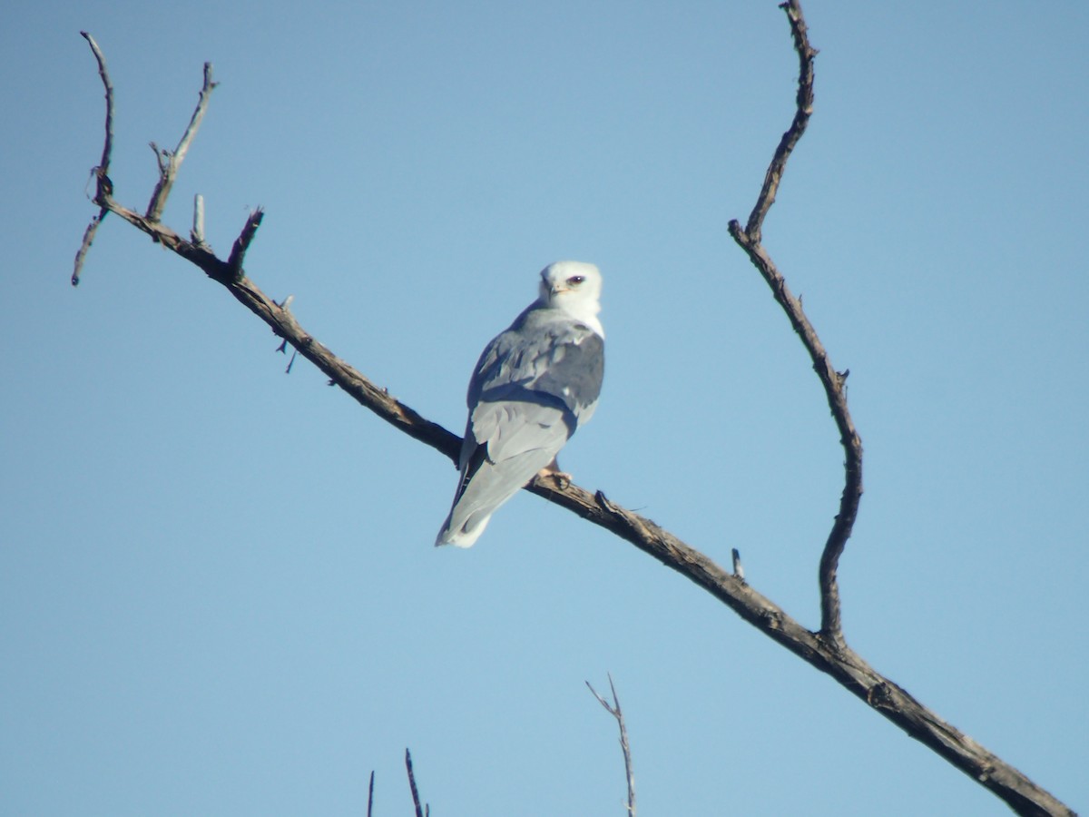 White-tailed Kite - ML615749166